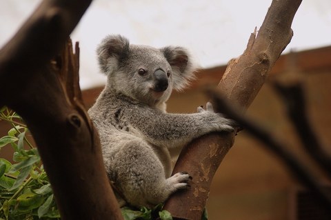 Medium koala 3055832 1280  1 