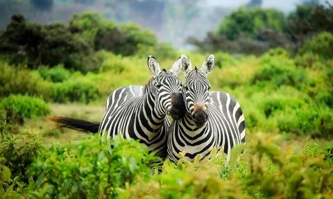 Medium kenya 1883654 1280